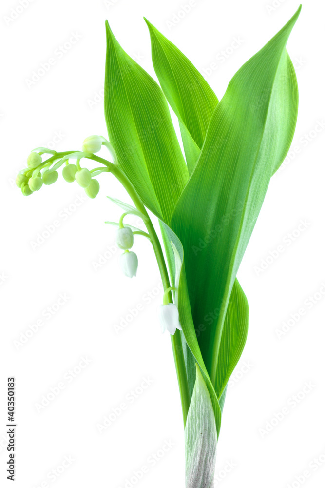 muguet muguet