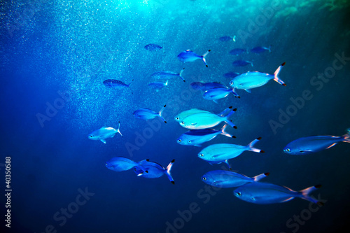 Coral fish in blue water.