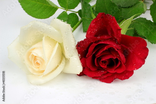 White and red rose with water drops