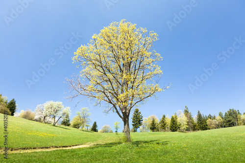 Frühlingsbeginn Baum