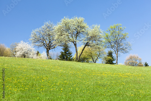 Frühlingsbeginn Bäume