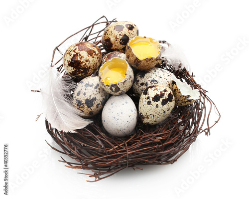 quail eggs in nest isolated on white
