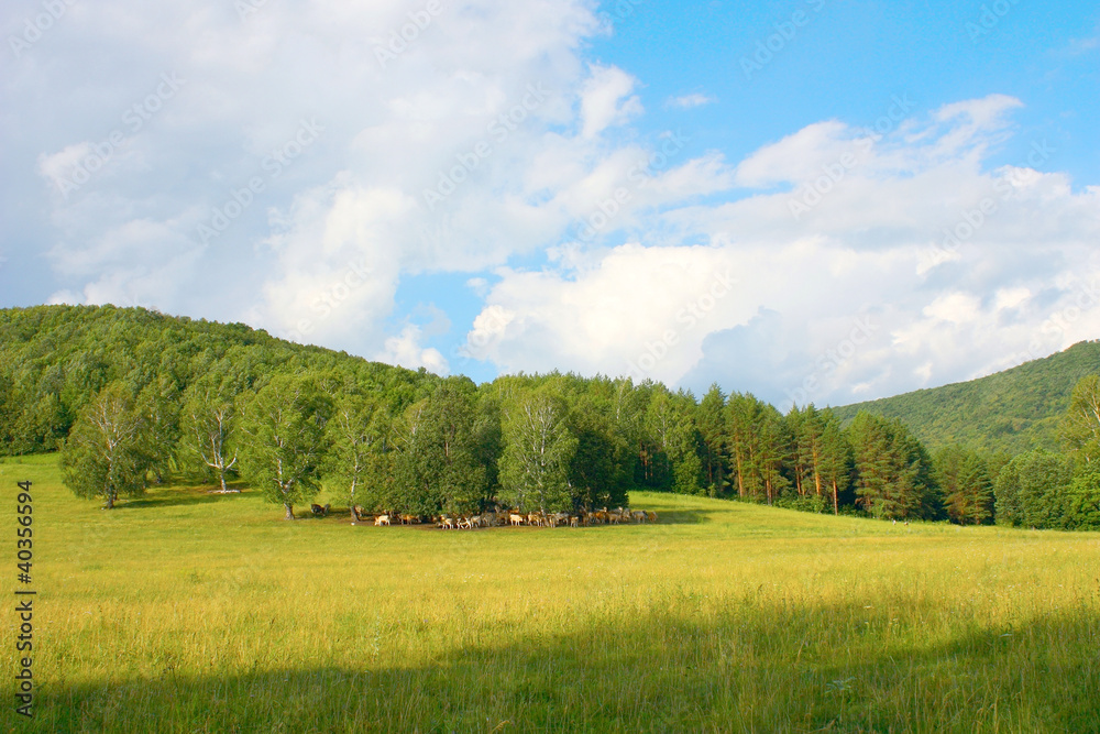 Obraz premium Beautiful summer landscape