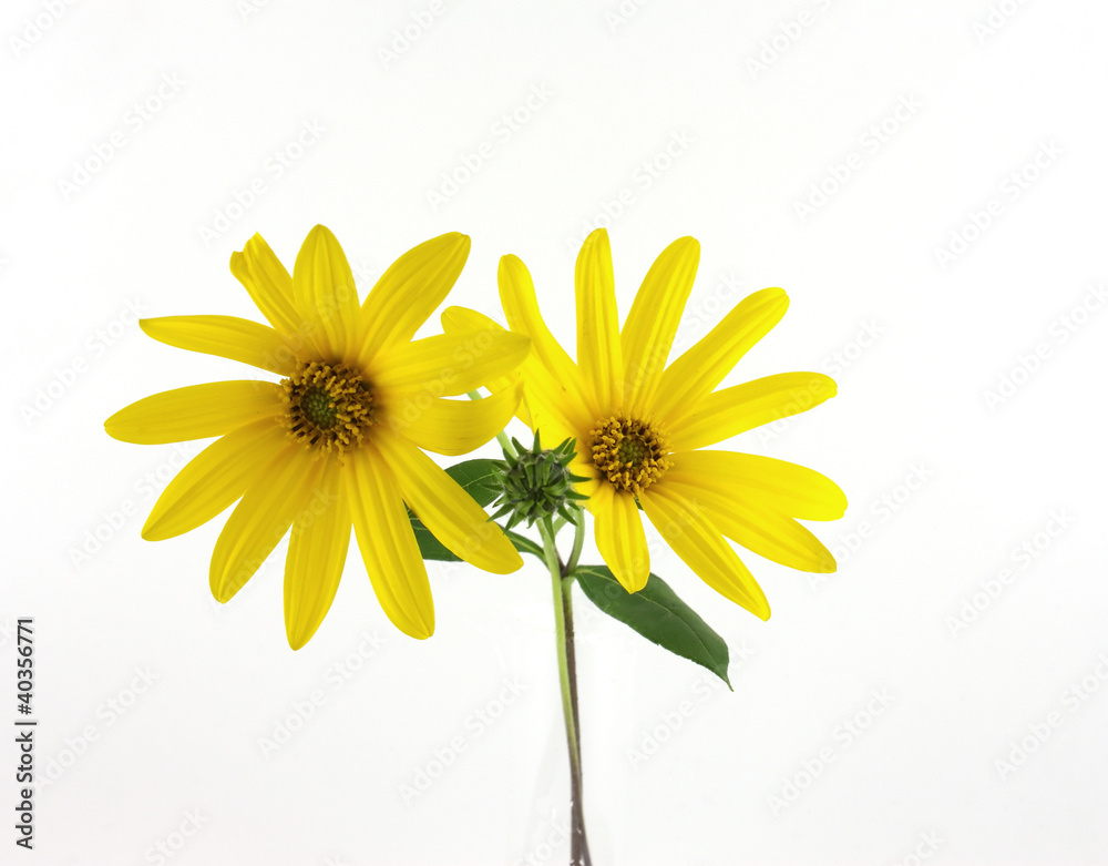 Naklejka premium Isolated yellow flowers