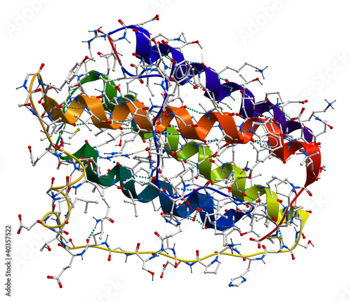Leptin, the human obesity protein that regulates an appetite