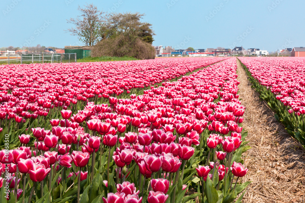 Multicolored tulip field