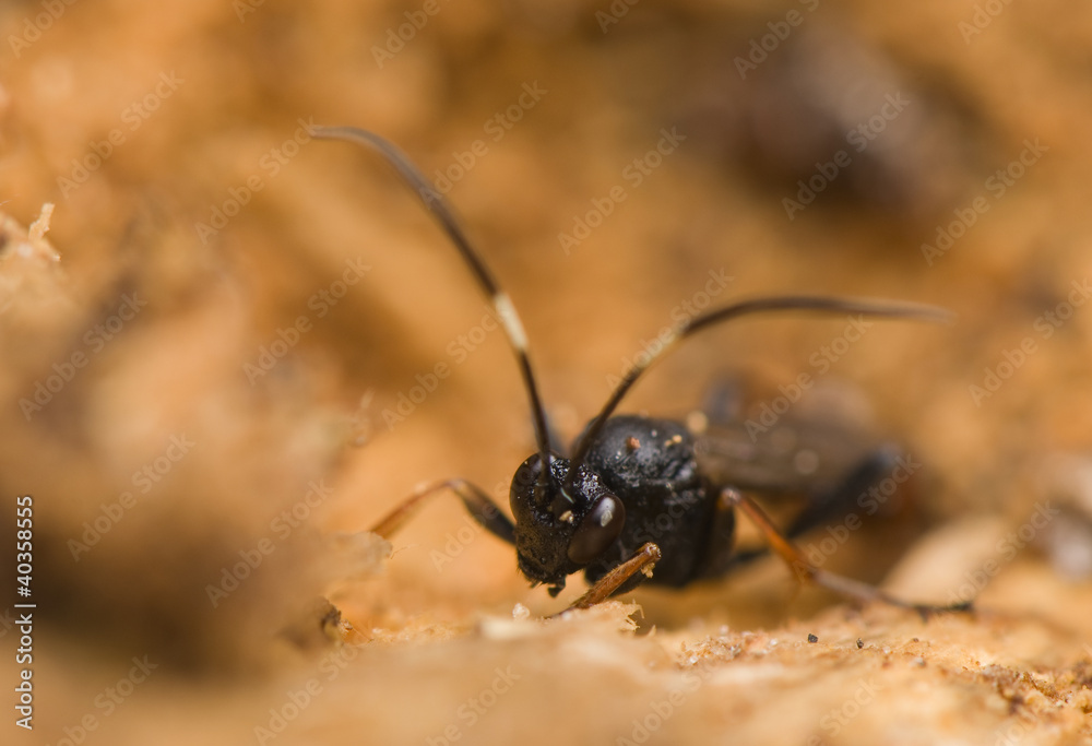 Hymenoptera Hymenoptera