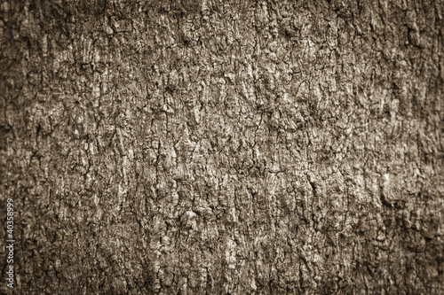 Texture shot of brown tree bark