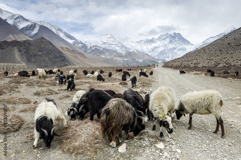 Fototapeta premium Sheeps in Himalaya