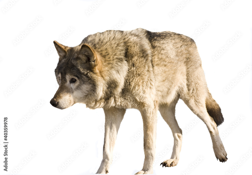 Fototapeta premium Wolf