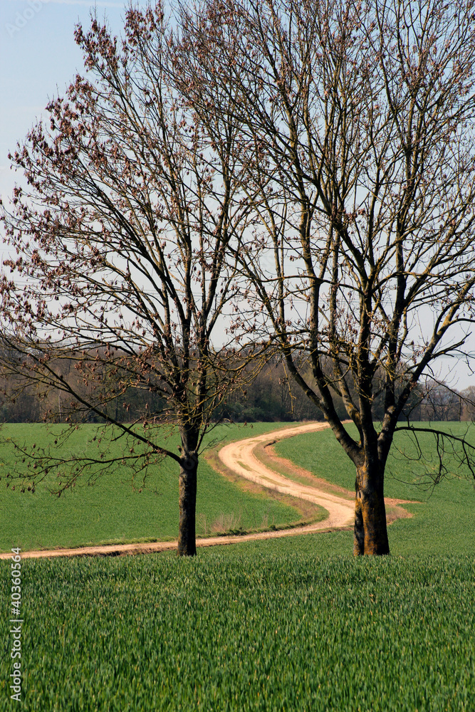 Obraz premium chemin