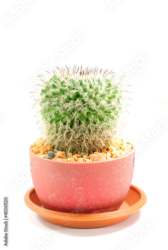 cactuses on white background