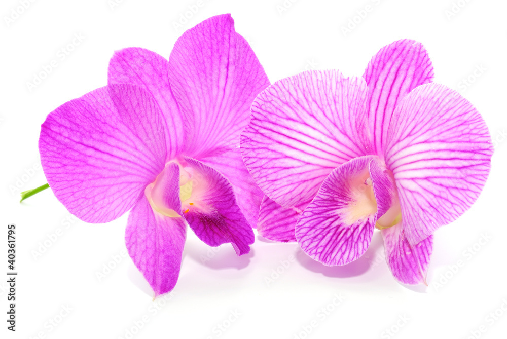 Orchid flower isolated on white background Orchid flower isolated on white background