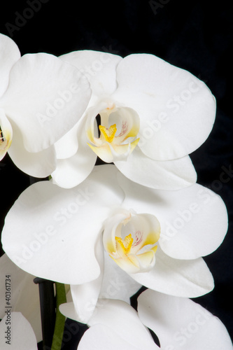 Orchidee Bl  ten wei   auf schwarz Hochformat