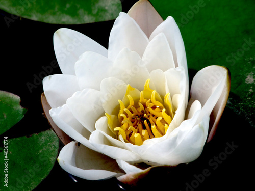 Fiore di loto bianco incorniciato da foglie photo