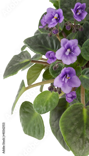 Violets on white isolated background