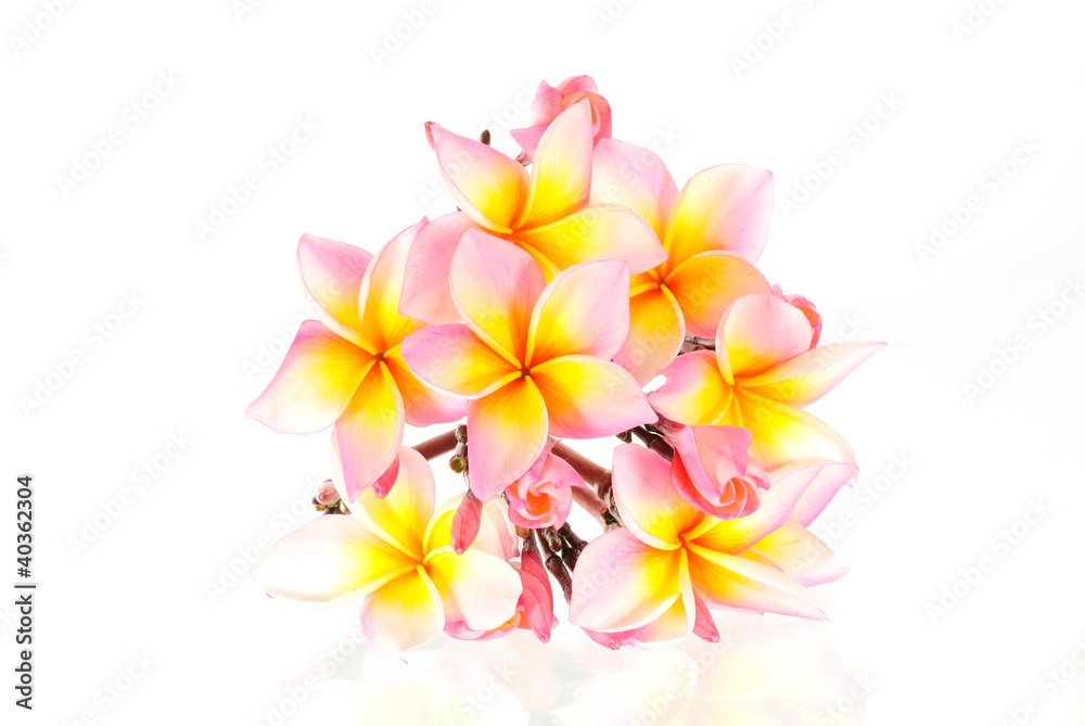 Frangipani on white background Frangipani on white background