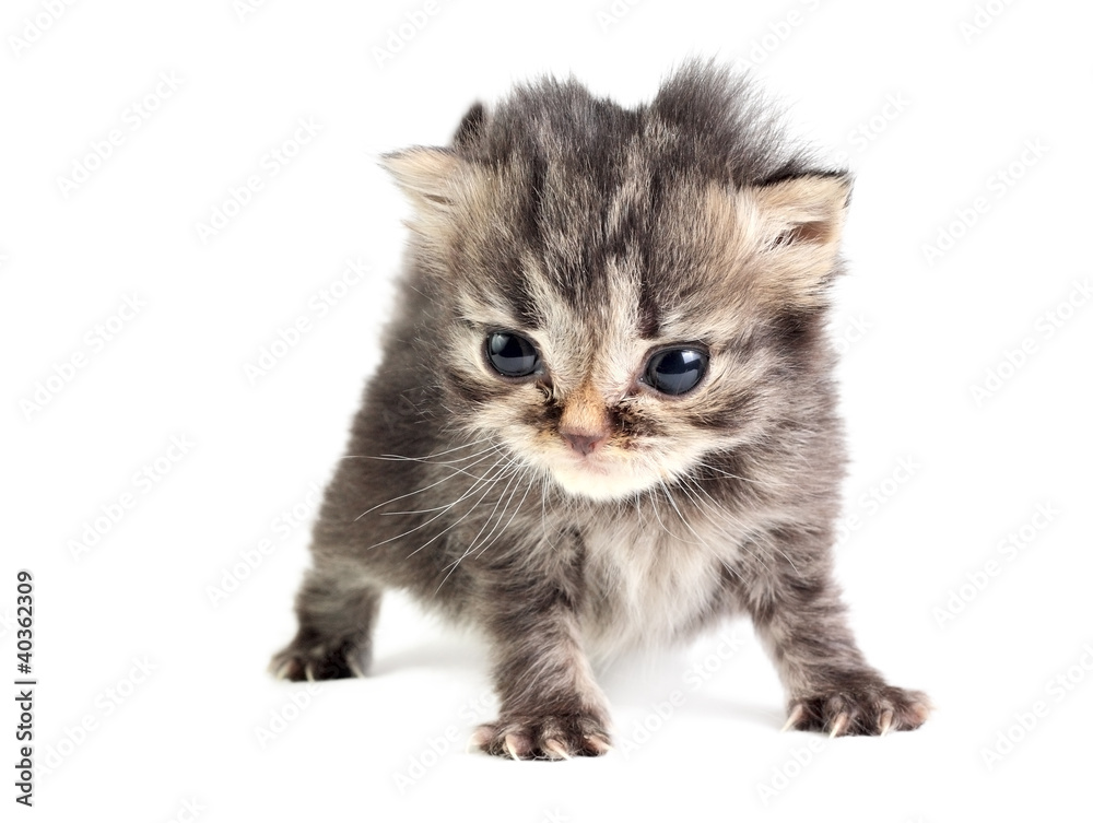 Obraz premium Little kitten isolated