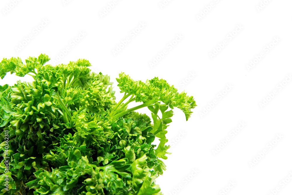 Fototapeta premium green parsley