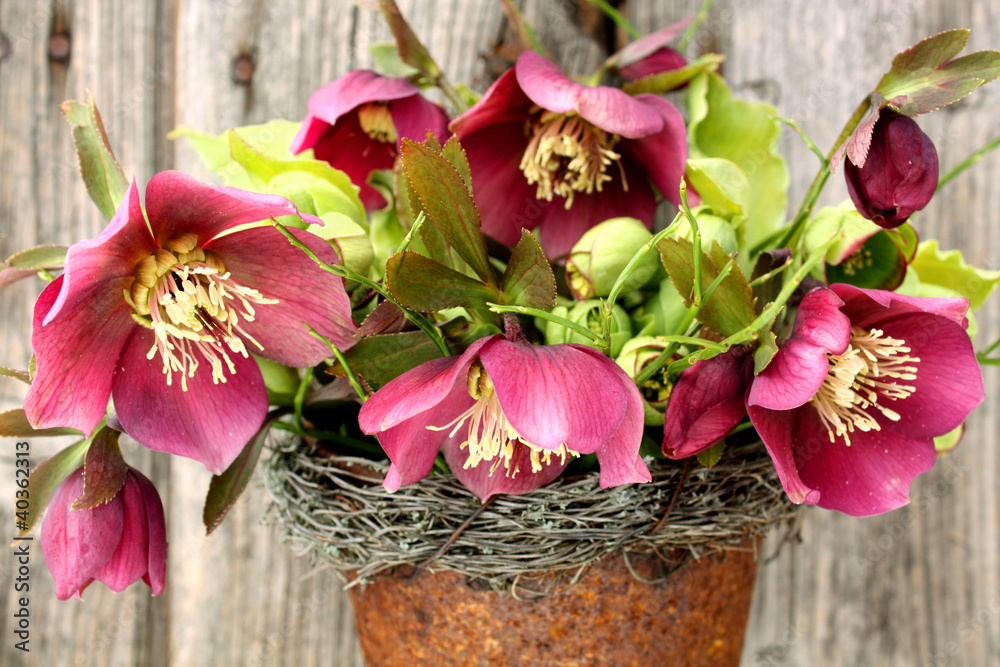 Fototapeta premium Nieswurz