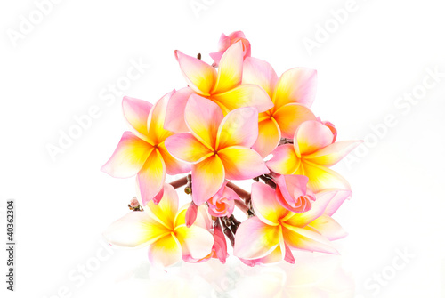 Frangipani on white background