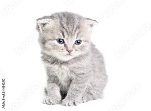 Little kitten sitting