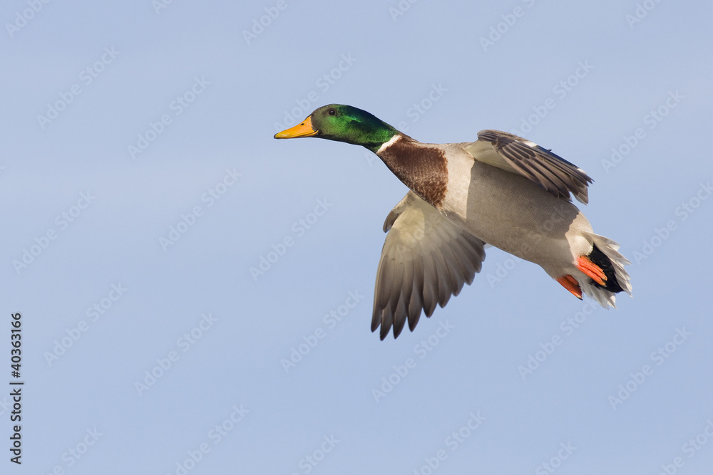 Obraz premium Flying Mallard