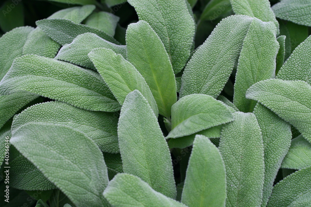 Fototapeta premium leaves fragrant sage green ready to harvest