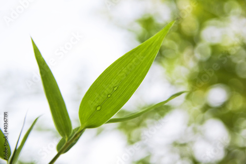 Grüne Blätter mit Wassertropfen