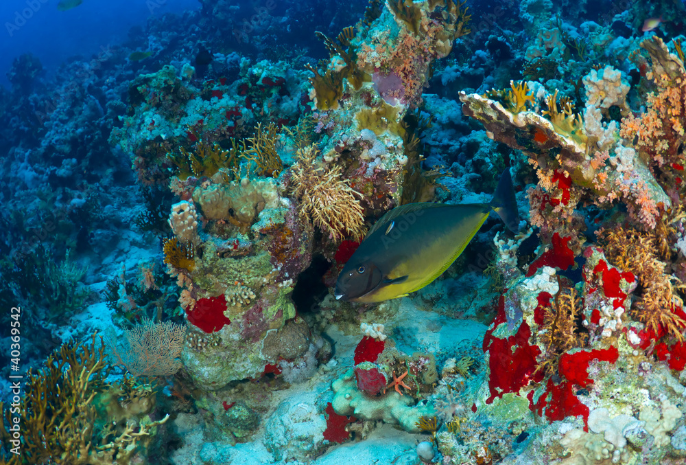 Sleek unicornfish in the Red Sea, Egypt. Sleek unicornfish in the Red Sea, Egypt.