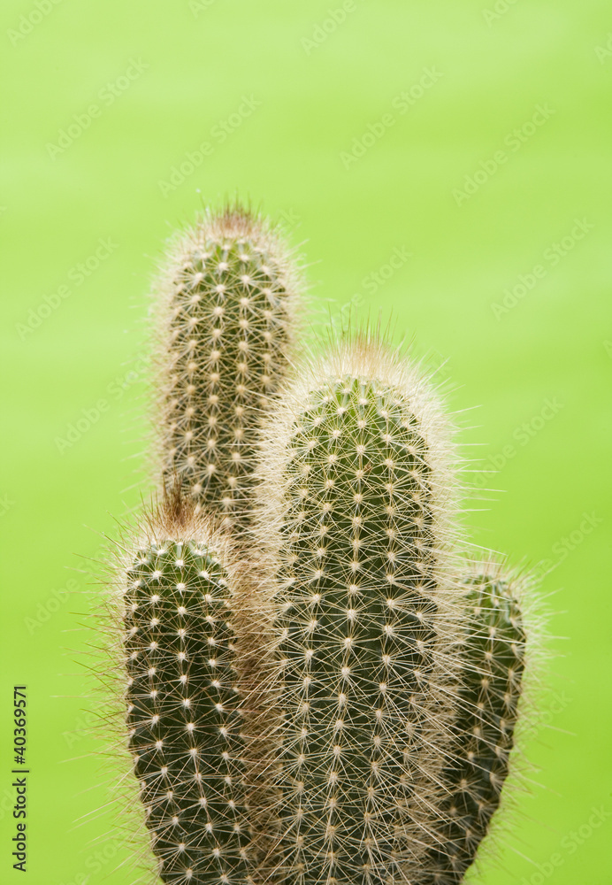 Obraz premium Cactus