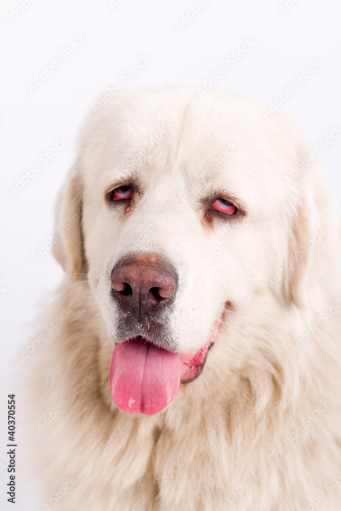 Tibetan Mastiff Tibetan Mastiff