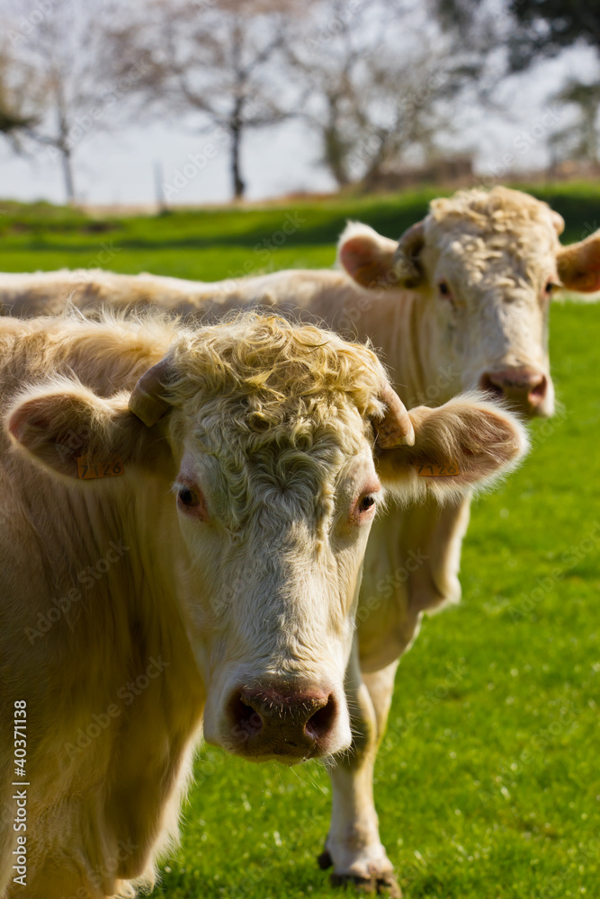 Vache Vache
