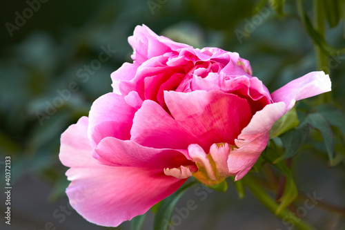 Red  peony bud close up