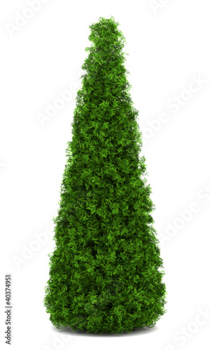 eastern arborvitae bush isolated on white background photo