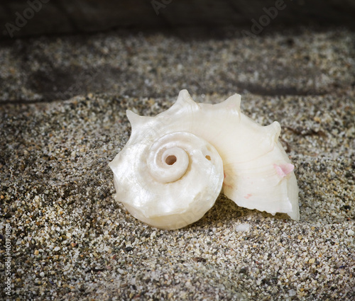 spiral seashell on sand