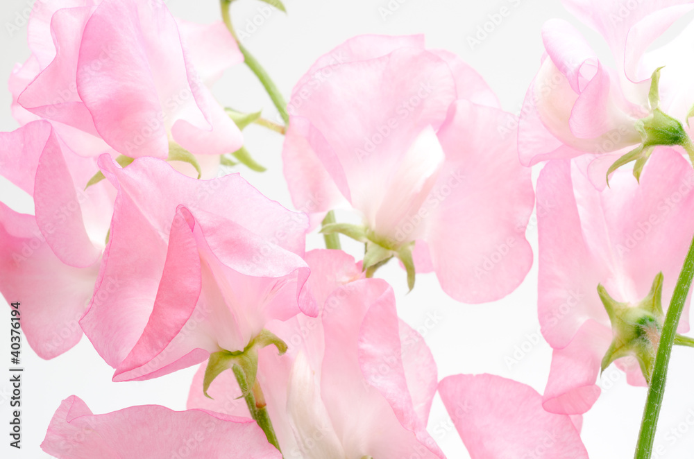 ピンクのスイートピーの切り花