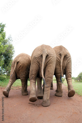 Elefanten