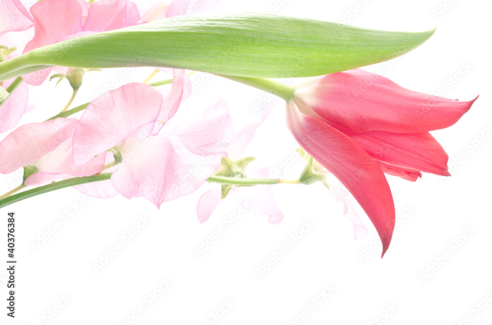 Fototapeta premium チューリップとスイートピーの切り花