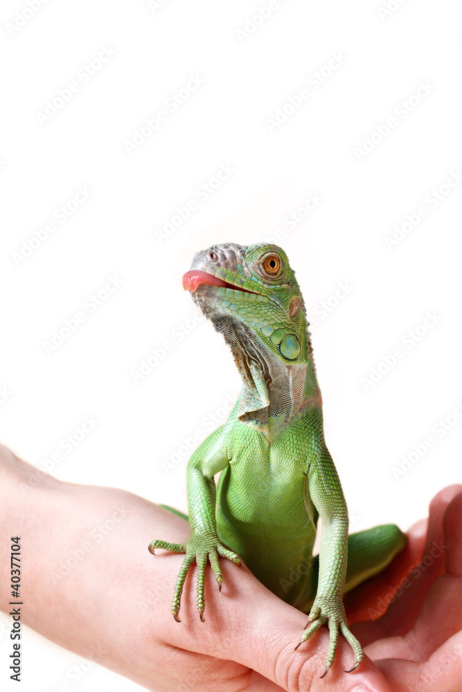 Obraz premium Green iguana