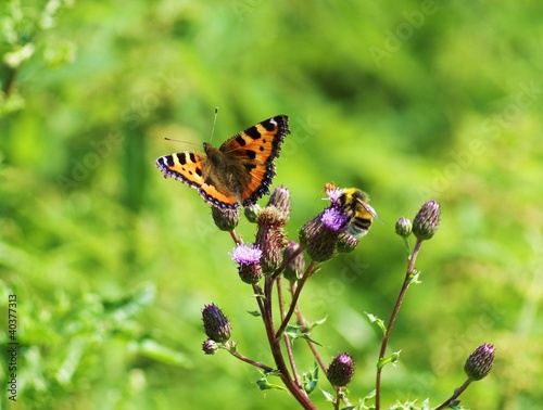 Fotografie Bunter Schmetterling und eine Hummel auf einer Distel
