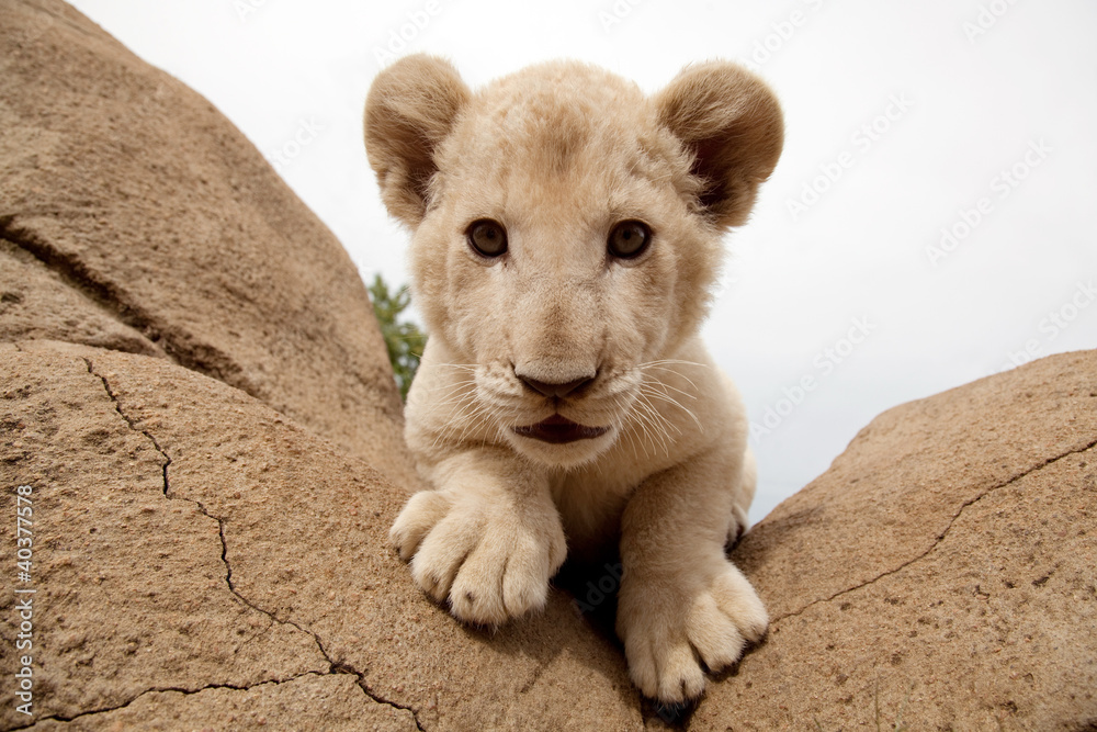 Naklejka premium Löwe