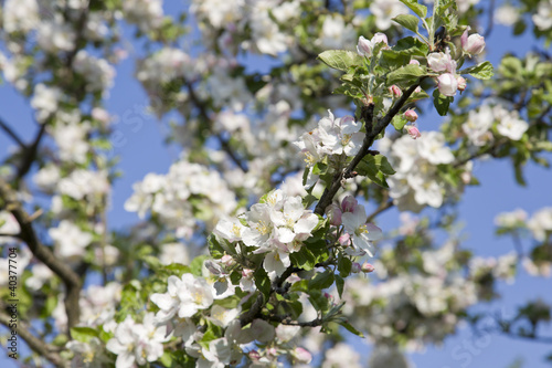 frühlingsidylle