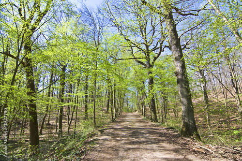 Forêt de Fausses Reposes au printemps