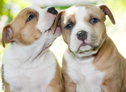 Puppy American Staffordshire Terrier (5 weeks) 