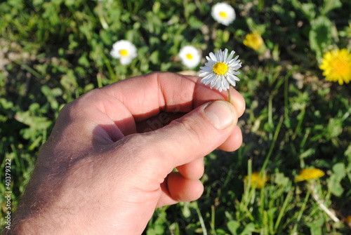 man hand picks a daisy from a prairie