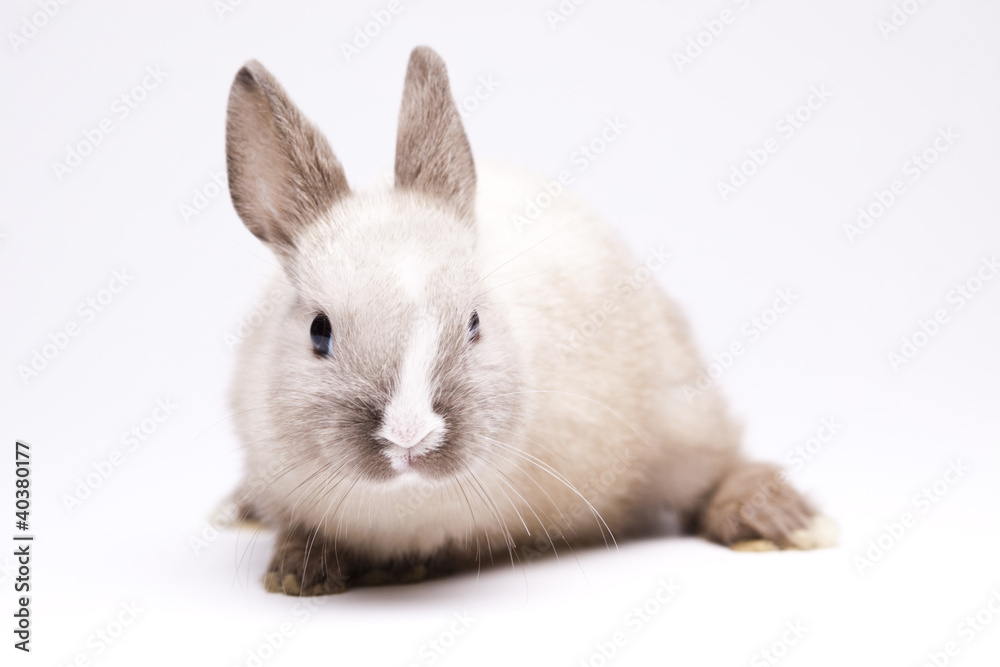 Obraz premium Baby bunny