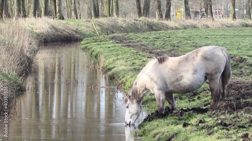 Horse drinking from a stream