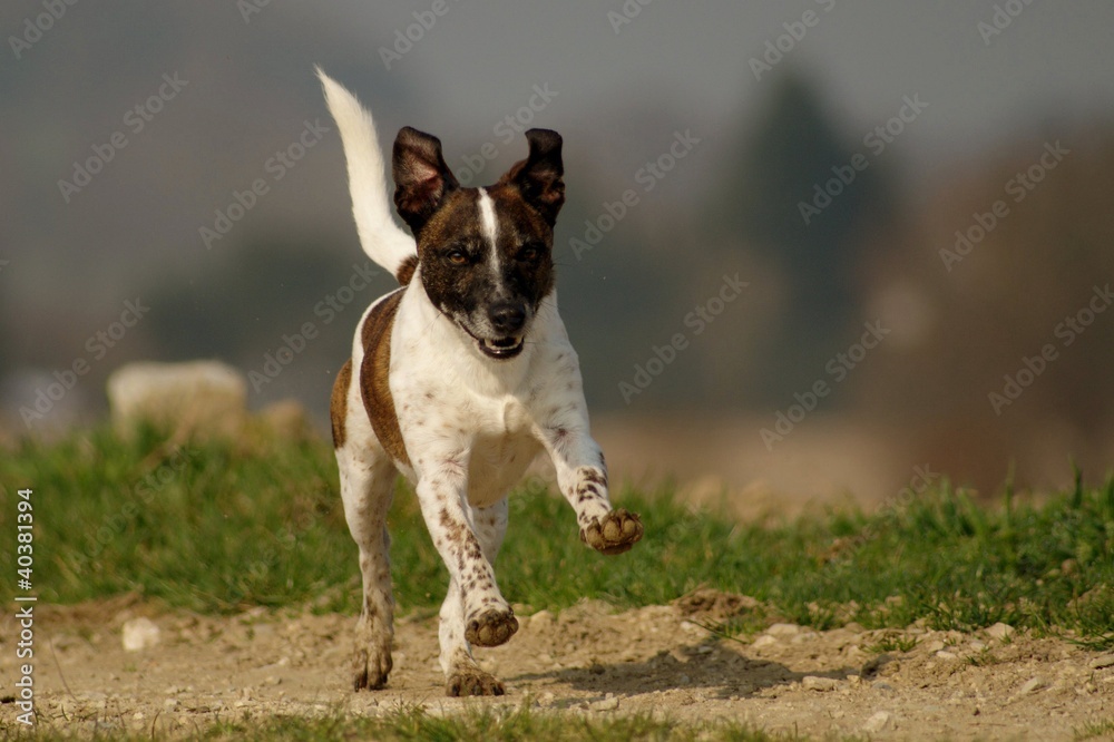 Parson Russel Terrier Popeye