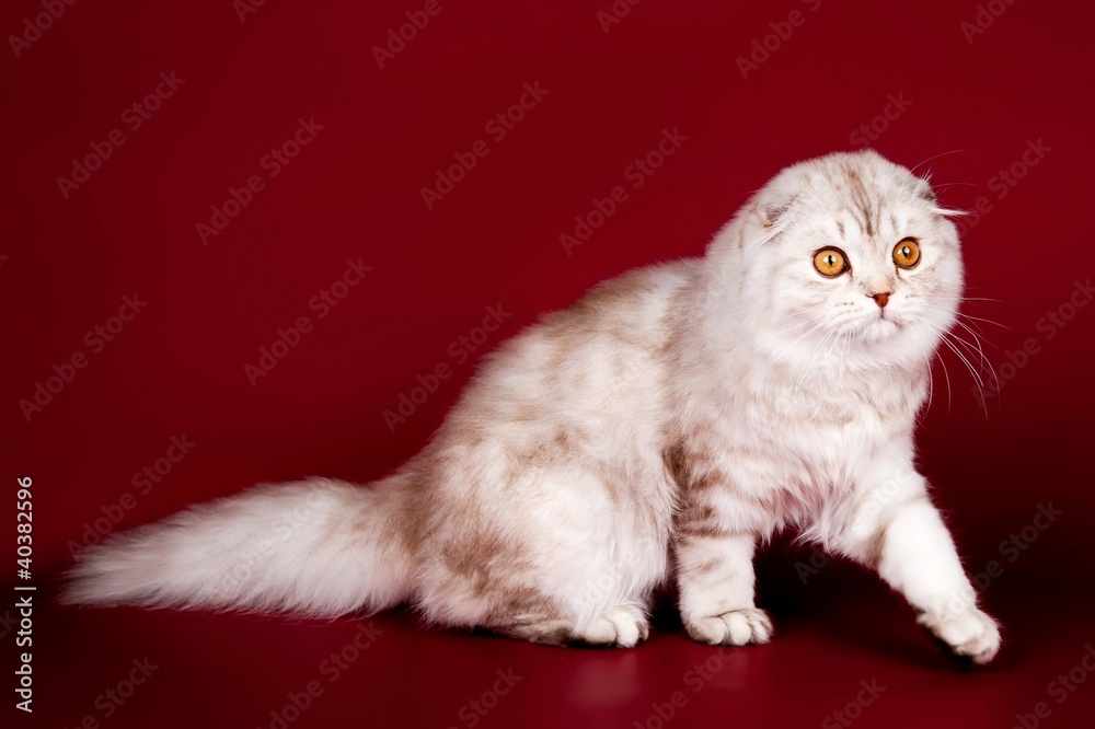 Highland fold cat  on red background